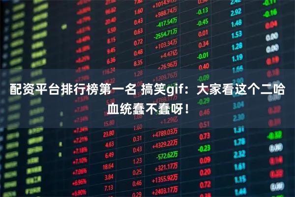 配资平台排行榜第一名 搞笑gif：大家看这个二哈血统蠢不蠢呀！
